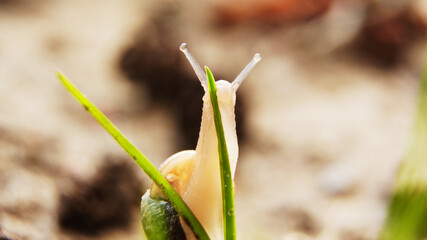 snail on the grass