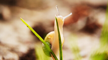snail on the grass