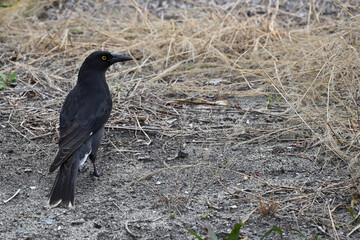 A pied currawong, its head turned, standing on a patch of dirt surrounded by dry grass