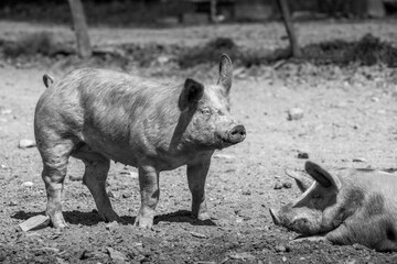 cochon porc porcelet viande elevage agriculture 