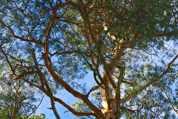 Big scandinavia pine, photo from below. Pine tree branch and leaves with blue sky, shot from the bottom.