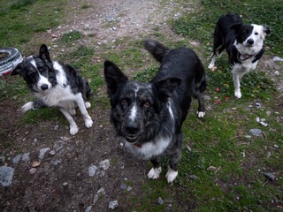 High angle view of family of Border collies dogs looking at camera.