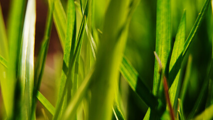 green grass background