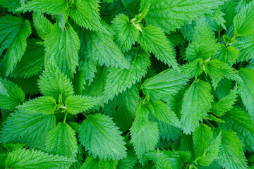 Nettle. Close up on nettle plant. Nettle field, nature concept and gardening.
