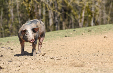 cochon porc porcelet viande elevage agriculture 