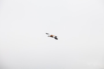 Tadorna ferruginea, ganso salvaje, tarro canelo volando, ave salvaje. 