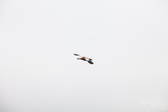 Tadorna ferruginea, ganso salvaje, tarro canelo volando, ave salvaje. 
