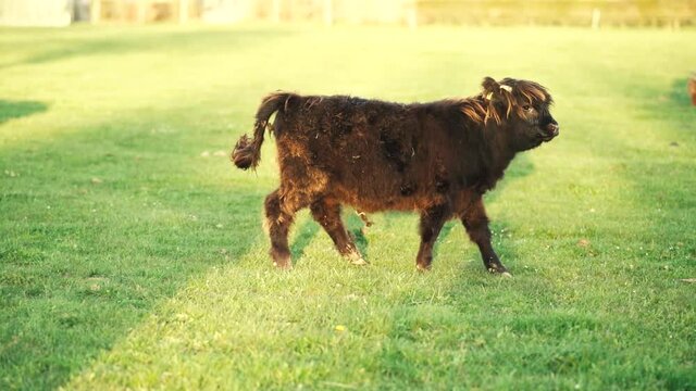 Galloway, Schottische Hochlandrinder Kalb braun l&auml;uft und spielt 