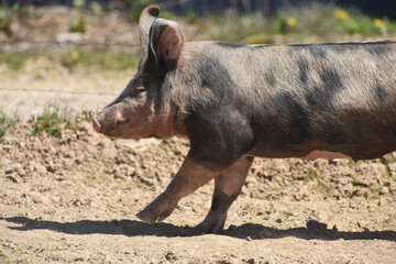 Fototapeta premium cochon porc porcelet viande elevage agriculture 