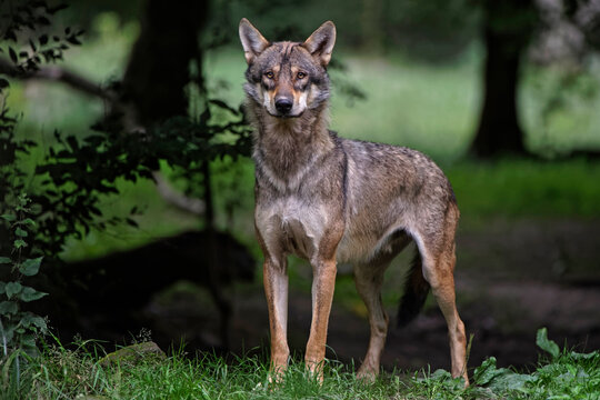 1 600 Best Loup Gris Images Stock Photos Vectors Adobe Stock 1 600 Best Loup Gris Images Stock Photos Vectors Adobe Stock
