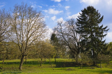 Green grass landscape with old trees, blue sky with white clouds