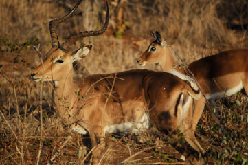 impala in the savannah