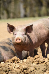 cochon porc porcelet viande elevage agriculture 