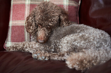 A pet dog resting, recovering from anaesthetic after being sadated at the vets for an operation.