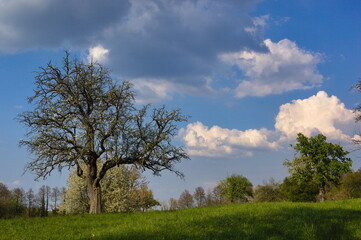 Green grass landscape with old trees, blue sky with white clouds