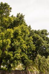 Árbol en Parque Taoro, municipio de Puerto de la Cruz