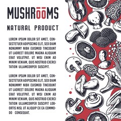 Mushroom picking of morel. Vegetarian fungus boletus or cremini collection for food. Organic nature mushrooms or fungi porcini for healthy nutrition © Casoalfonso