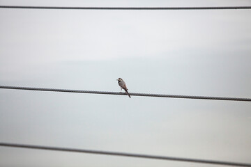 un ave Motacilla alba posada sobe unos cables