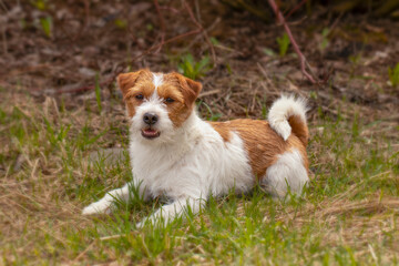 Naklejka na ściany i meble Jack Russell Terrier is lying down on the grass
