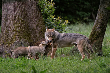 Loups gris d'Europe
