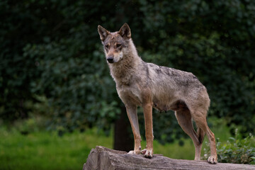 Loup gris d'Europe