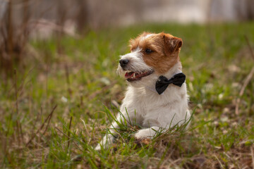 Jack Russell Terrier wearing a bow tie and lying on the grass