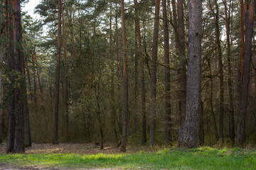 Spring landscape: The edge of the forest - trees lit by the evening sun and a strip of bright green grass.