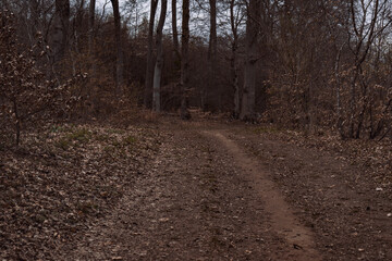 Obraz premium road in the forest in autumn