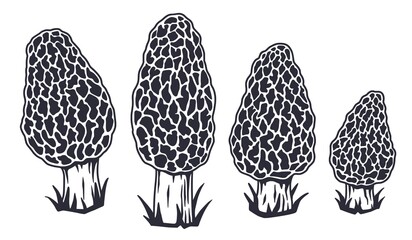 Mushroom picking of morel. Vegetarian fungus morels for food. Nature fungi for healthy nutrition. Edible mushrooms © Casoalfonso
