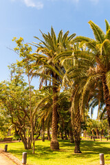 Fototapeta premium Árboles en el Parque Taoro, municipio de Puerto de la Cruz
