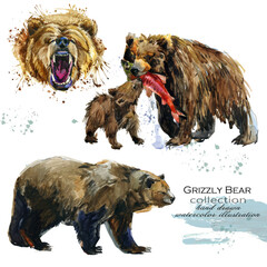 Grizzly Bear watercolor illustration isolated on white