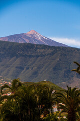 Árboles con el Teide al fondo