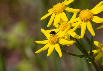 yellow flower in the garden