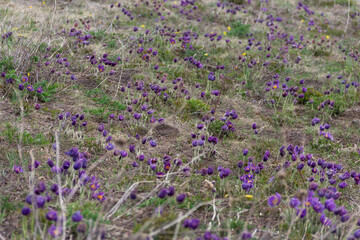 Obraz premium Purple flowers in Kazakhstan fields. Wild spring flowers. Purple snowdrops.