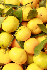 Yellow tangerine on the counter of the bazaar close-up, background