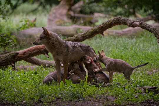 Loup gris d'Europe