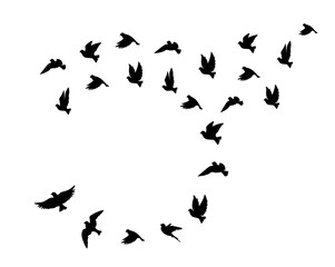 Fototapeta na wymiar Flying birds silhouettes isolated on white background, vector. Birds illustration. Wall art, artwork, poster design. Freedom concept