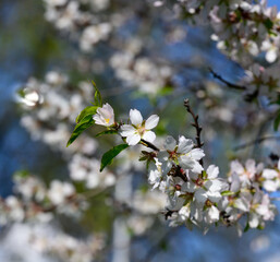branch with white almond flowers on blue sky background