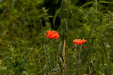 Beautiful red poppy over green grass background, Sofia, Bulgaria, Europe  