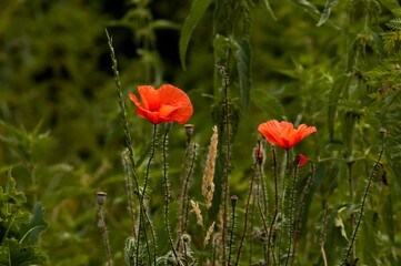 Beautiful red poppy over green grass background, Sofia, Bulgaria, Europe  