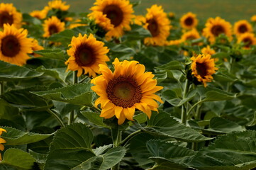 Close-up of blossom sunflower or Helianthus annuus growing in sunflower field, Cherven village,  Bulgaria 