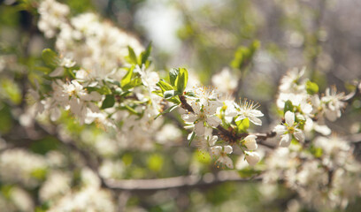 Flowering spring plums tree in garden.