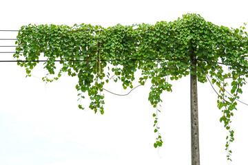 Obraz premium ivy plant isolate on white background