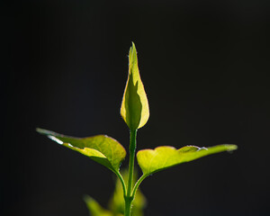 Shadows on green foliage of plants on a dark background on a sunny morning, close-up.