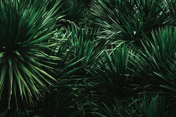 Dracaena loureiri Gagnep leaf background texture