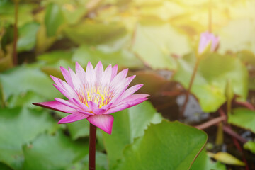 pink lotus in pond with sunshine