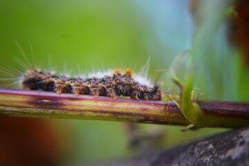 Caterpillar in a Marigold flower