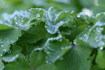 Aquilegia leaves with dew and frost on spring garden, green background macro