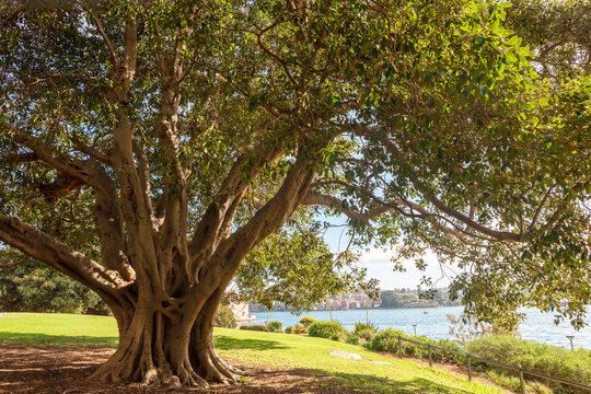 Large, old Ficus Macrophylla, commonly known as the Moreton Bay fig or Australian banyan in Sydney Botanic Gardens.