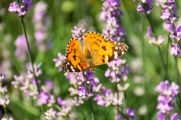 Butterfly Vanessa is orange on a purple lavender flower in the sunlight. Macrophotography of wildlife. The butterfly pollinates flowers in the garden. Bright summer colorful background. Top view